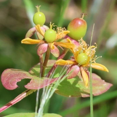 Hypernicum androsaemum (Tutsan) at Stanley, VIC - 10 Dec 2023 by KylieWaldon