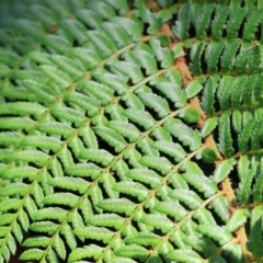 Unidentified Fern or Clubmoss at Stanley, VIC - 9 Dec 2023 by KylieWaldon