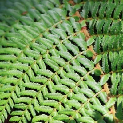 Dennstaedtiaceae (family) (A bracken or ground fern) at Stanley, VIC - 10 Dec 2023 by KylieWaldon
