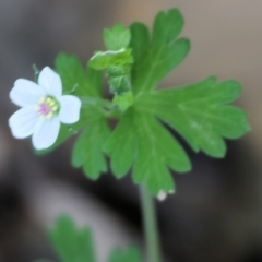 Geranium (genus) (Geranium) at Stanley, VIC - 10 Dec 2023 by KylieWaldon
