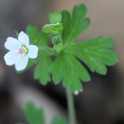 Geranium (genus) (Geranium) at Stanley, VIC - 10 Dec 2023 by KylieWaldon
