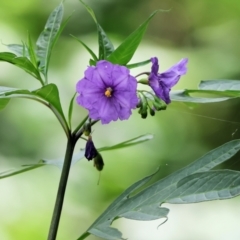 Solanum laciniatum (Cut-leaf Kangaroo-apple) at Stanley, VIC - 10 Dec 2023 by KylieWaldon