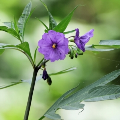 Solanum laciniatum (Cut-leaf Kangaroo-apple) at Stanley, VIC - 10 Dec 2023 by KylieWaldon