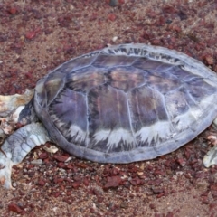 Chelonia mydas at Wellington Point, QLD - 9 Dec 2023 by TimL