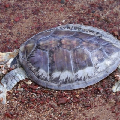 Chelonia mydas at Wellington Point, QLD - 10 Dec 2023 by TimL