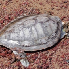 Unidentified Turtle at Wellington Point, QLD - 9 Dec 2023 by TimL