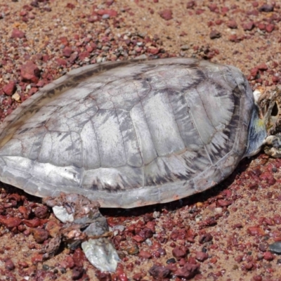 Chelonia mydas at Wellington Point, QLD - 9 Dec 2023 by TimL