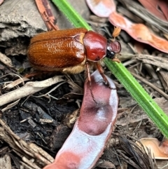 Antitrogus morbillosus (Tableland pasture scarab) at Weetangera, ACT - 10 Dec 2023 by Spar