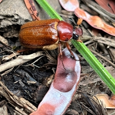 Antitrogus morbillosus (Tableland pasture scarab) at Weetangera, ACT - 11 Dec 2023 by Spar