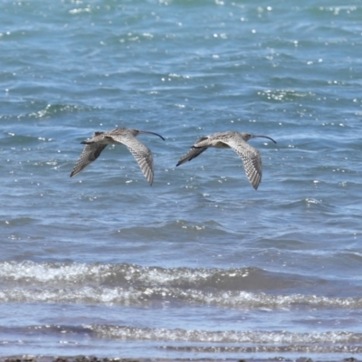 Numenius madagascariensis (Eastern Curlew) at Wellington Point, QLD - 10 Dec 2023 by TimL