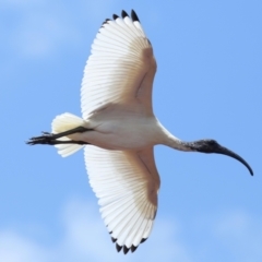 Threskiornis molucca (Australian White Ibis) at Wellington Point, QLD - 10 Dec 2023 by TimL