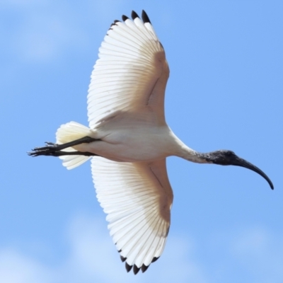 Threskiornis molucca (Australian White Ibis) at Wellington Point, QLD - 10 Dec 2023 by TimL