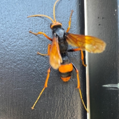 Cryptocheilus bicolor (Orange Spider Wasp) at Malua Bay, NSW - 9 Dec 2023 by PeterA