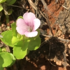 Gratiola peruviana (Australian Brooklime) at Lower Borough, NSW - 9 Dec 2023 by mcleana