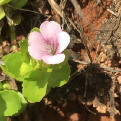 Gratiola peruviana (Australian Brooklime) at Lower Borough, NSW - 9 Dec 2023 by mcleana