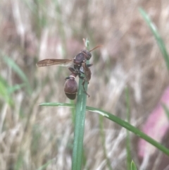 Ropalidia plebeiana (Small brown paper wasp) at Aranda, ACT - 10 Dec 2023 by Jubeyjubes