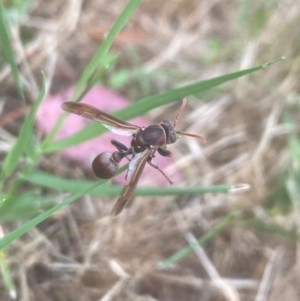 Ropalidia plebeiana at Aranda, ACT - 11 Dec 2023