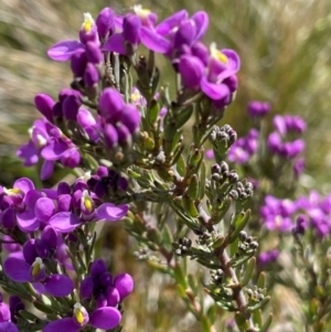 Comesperma retusum at Namadgi National Park - 4 Dec 2023