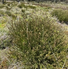 Epacris paludosa at Namadgi National Park - 4 Dec 2023