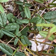 Grona varians (Slender Tick-Trefoil) at QPRC LGA - 11 Dec 2023 by Wandiyali