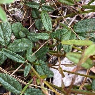 Grona varians (Slender Tick-Trefoil) at QPRC LGA - 11 Dec 2023 by Wandiyali