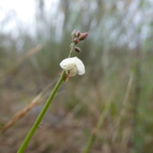 Grona varians at Wandiyali-Environa Conservation Area - 11 Dec 2023