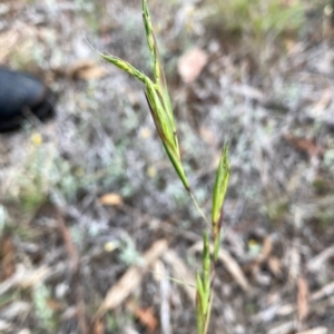 Cymbopogon refractus at QPRC LGA - suppressed