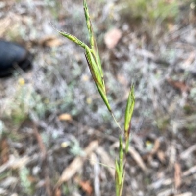 Cymbopogon refractus (Barbed-wire Grass) at QPRC LGA - 10 Dec 2023 by Wandiyali