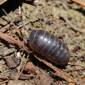 Armadillidium vulgare at Higgins Woodland - 7 Dec 2023