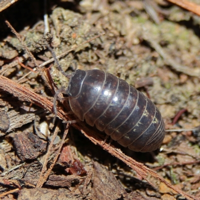 Armadillidium vulgare (Slater bug, woodlouse, pill bug, roley poley) at Higgins Woodland - 7 Dec 2023 by MichaelWenke