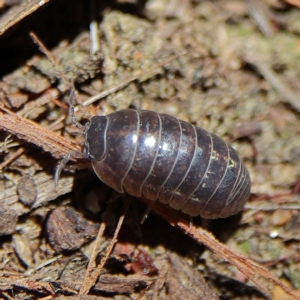 Armadillidium vulgare at Higgins Woodland - 7 Dec 2023