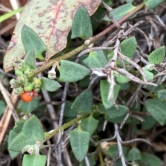 Einadia nutans subsp. nutans (Climbing Saltbush) at QPRC LGA - 10 Dec 2023 by Wandiyali