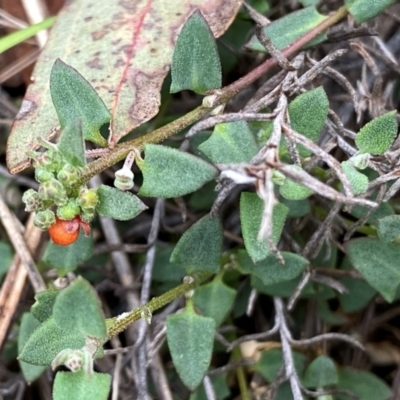 Einadia nutans subsp. nutans (Climbing Saltbush) at QPRC LGA - 11 Dec 2023 by Wandiyali