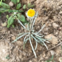 Leucochrysum albicans subsp. tricolor (Hoary Sunray) at Wandiyali-Environa Conservation Area - 11 Dec 2023 by Wandiyali