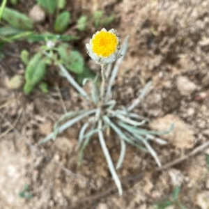 Leucochrysum albicans subsp. tricolor at QPRC LGA - 11 Dec 2023