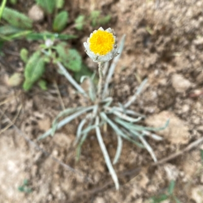 Leucochrysum albicans subsp. tricolor (Hoary Sunray) at Wandiyali-Environa Conservation Area - 11 Dec 2023 by Wandiyali