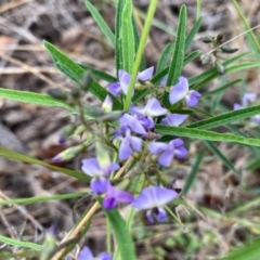 Glycine clandestina (Twining Glycine) at Wandiyali-Environa Conservation Area - 11 Dec 2023 by Wandiyali