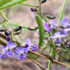 Glycine clandestina at Wandiyali-Environa Conservation Area - 11 Dec 2023