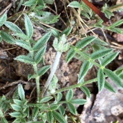 Swainsona sericea (Silky Swainson-Pea) at Wandiyali-Environa Conservation Area - 11 Dec 2023 by Wandiyali