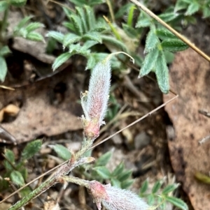 Swainsona sericea at Wandiyali-Environa Conservation Area - 11 Dec 2023