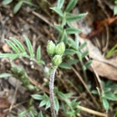 Swainsona sericea at Wandiyali-Environa Conservation Area - 11 Dec 2023