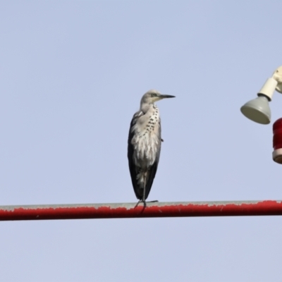 Ardea pacifica (White-necked Heron) at Canberra Airport, ACT - 10 Dec 2023 by millsse