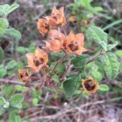 Cistus salviifolius (Sageleaf Rockrose) at Majura, ACT - 10 Dec 2023 by JaneR