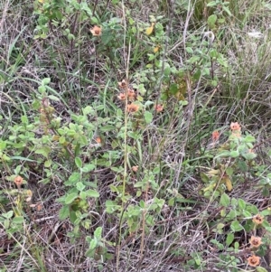 Cistus salviifolius at Mount Majura - 10 Dec 2023