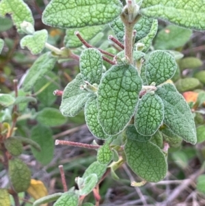 Cistus salviifolius at Mount Majura - 10 Dec 2023