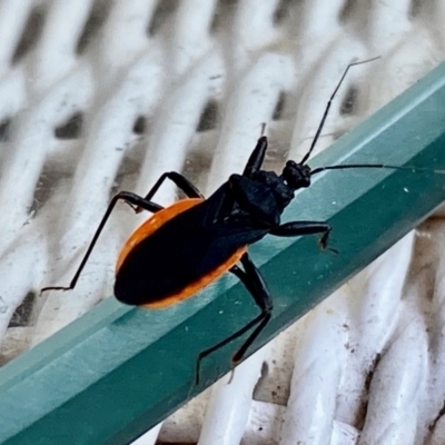 Reduviidae (family) (An assassin bug) at Wingecarribee Local Government Area - 10 Dec 2023 by GlossyGal