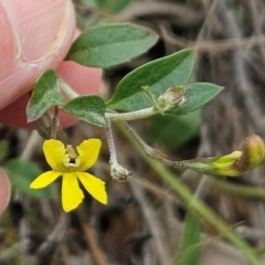 Goodenia hederacea subsp. hederacea (Ivy Goodenia, Forest Goodenia) at The Pinnacle - 10 Dec 2023 by sangio7