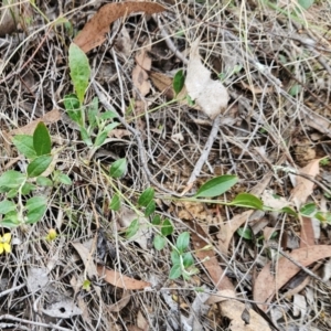 Goodenia hederacea subsp. hederacea at The Pinnacle - 10 Dec 2023 10:08 AM