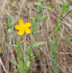 Hypericum gramineum (Small St Johns Wort) at The Pinnacle - 10 Dec 2023 by sangio7