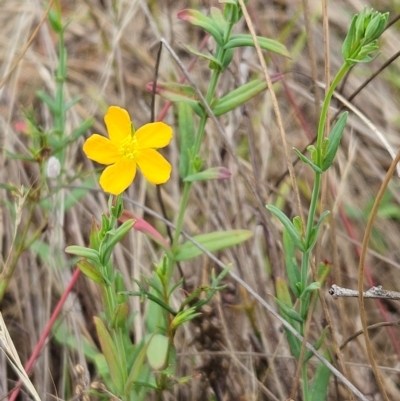 Hypericum gramineum (Small St Johns Wort) at The Pinnacle - 10 Dec 2023 by sangio7